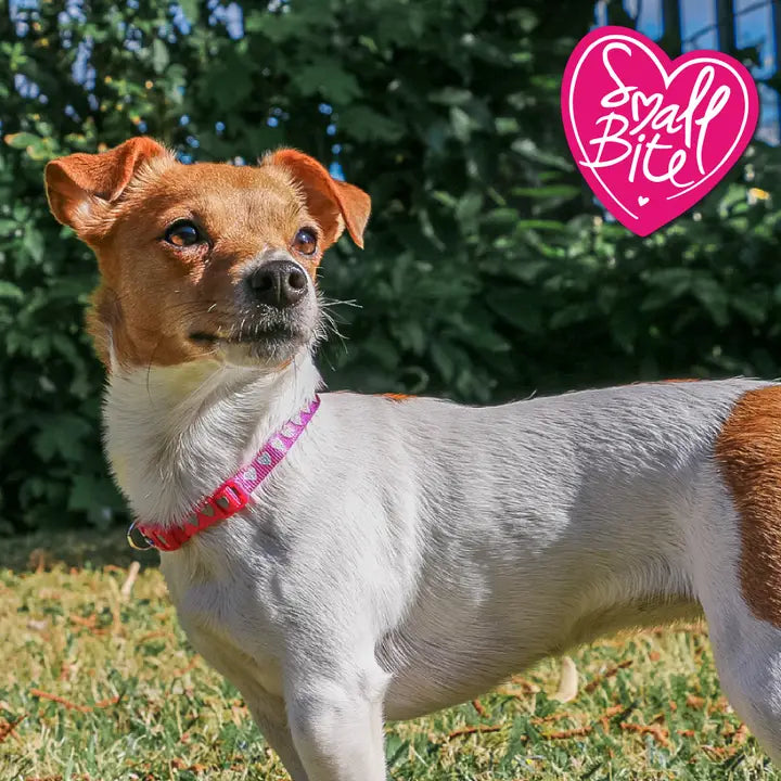 Small Bite Puppy Collar & Lead Set - Heart Pink