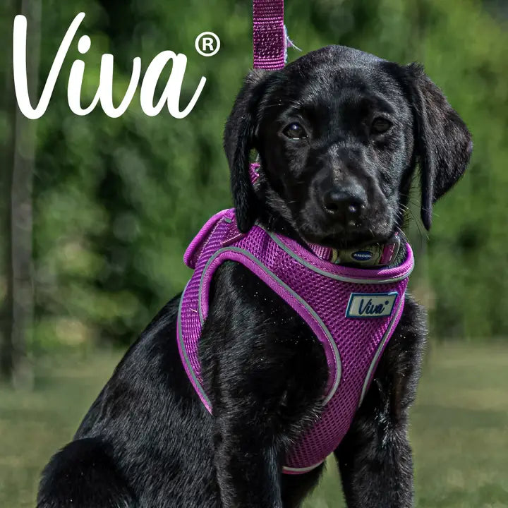 Ancol Step-In Harness Purple