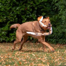 Ancol Tough Super Snake