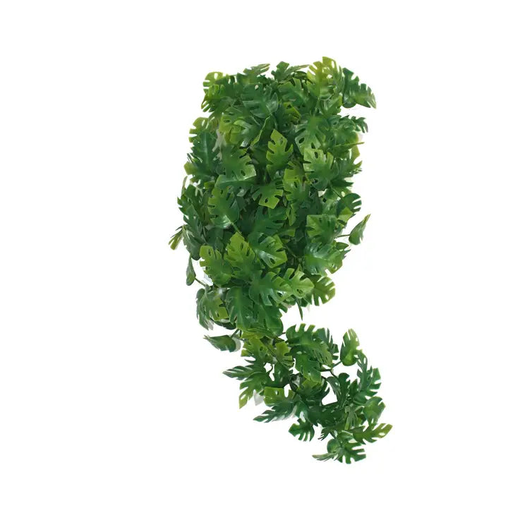 Komodo Split Philodendron Plant 30cm