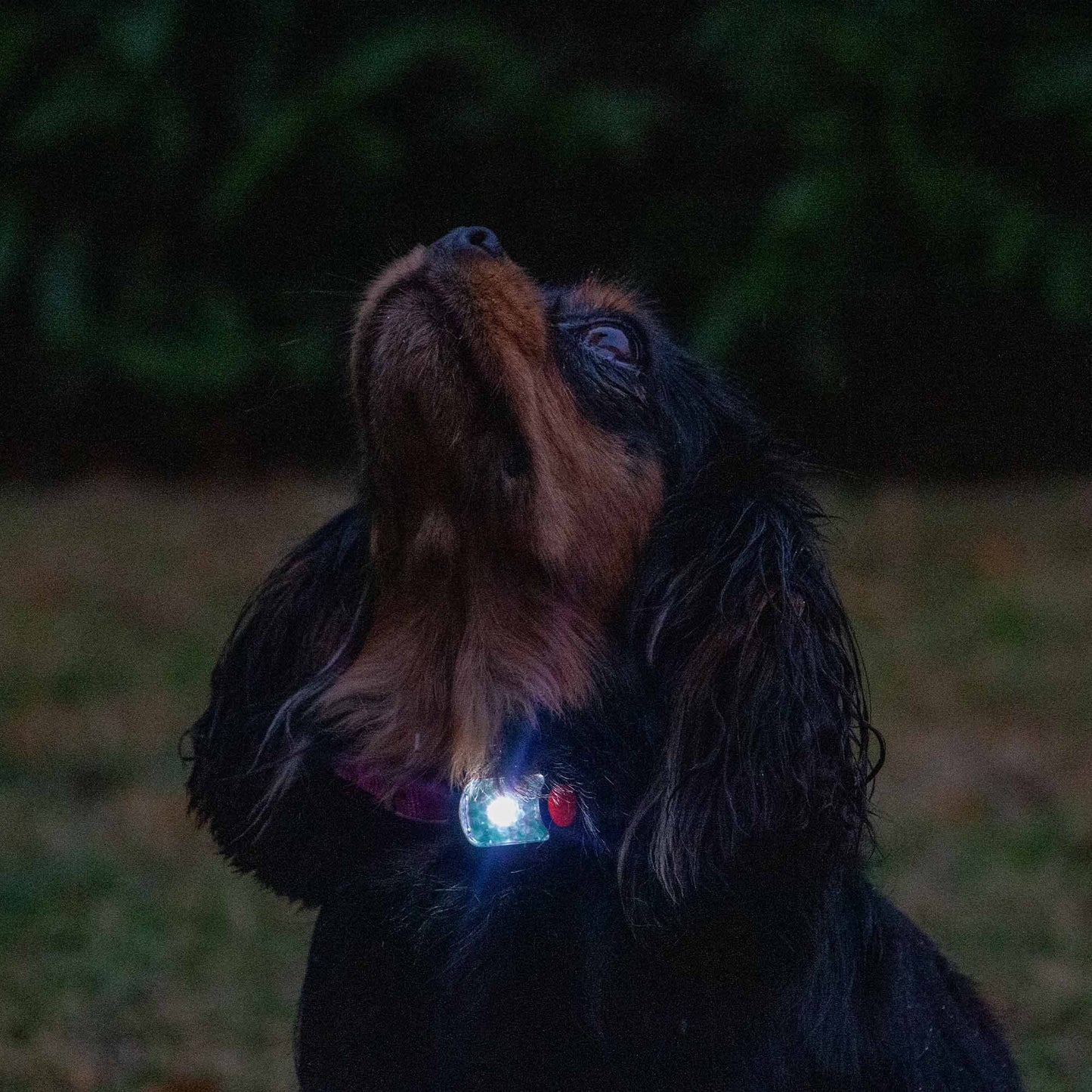 Ancol Rechargeable Blinker - Orange