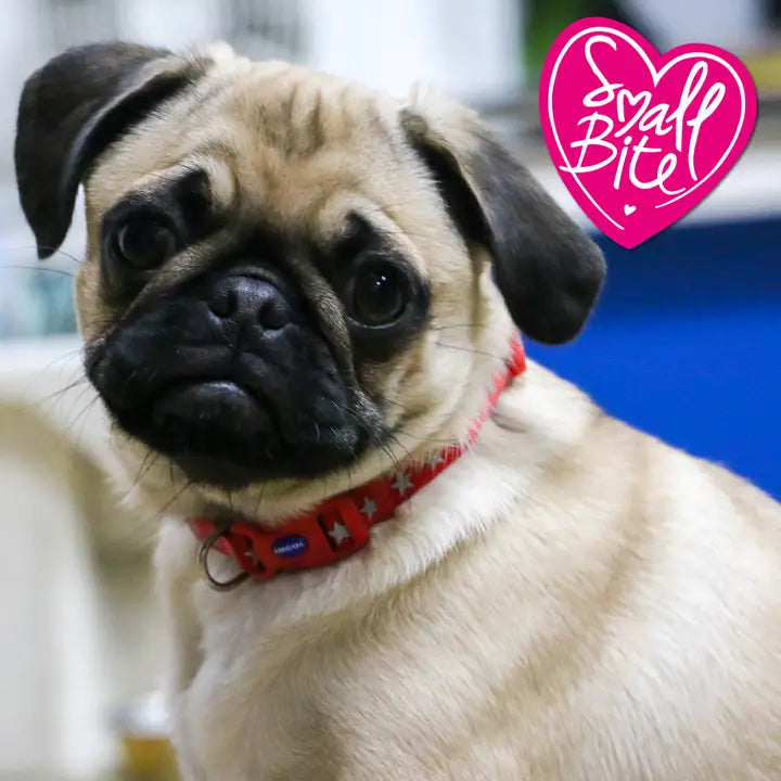 Small Bite Puppy Collar & Lead Set - Star Red