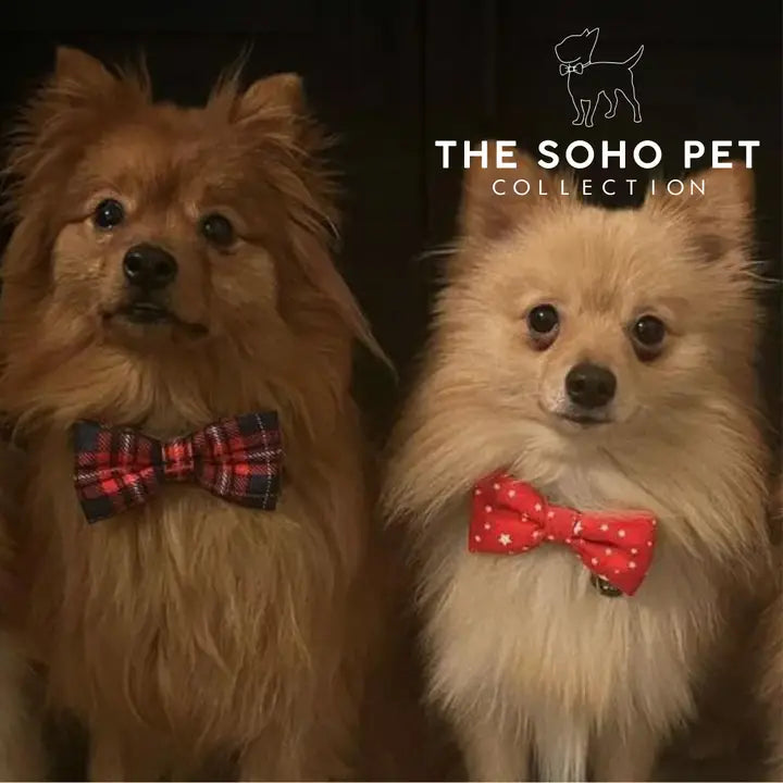 Ancol Soho Tartan/Star Patterned Bow Tie