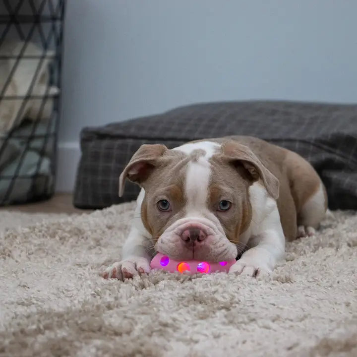 Small Bite Flashing Rugby Ball