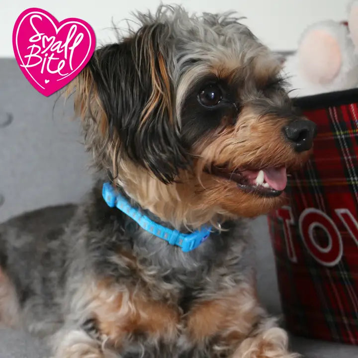 Small Bite Puppy Collar & Lead Set - Bone Blue