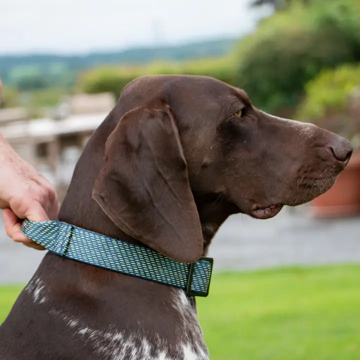 Ancol Extreme+ Collar with Grab Handle