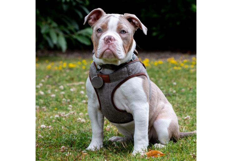 Ancol Herringbone Step In Harness