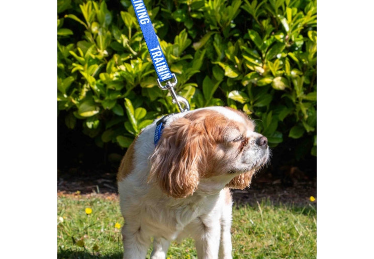 Ancol Awareness Collar TRAINING
