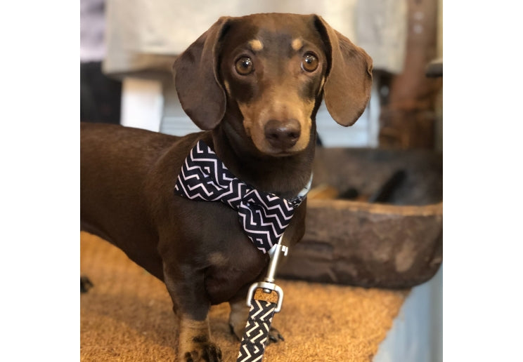 Ancol Dalmatian/Zigzag Patterned Bow Tie