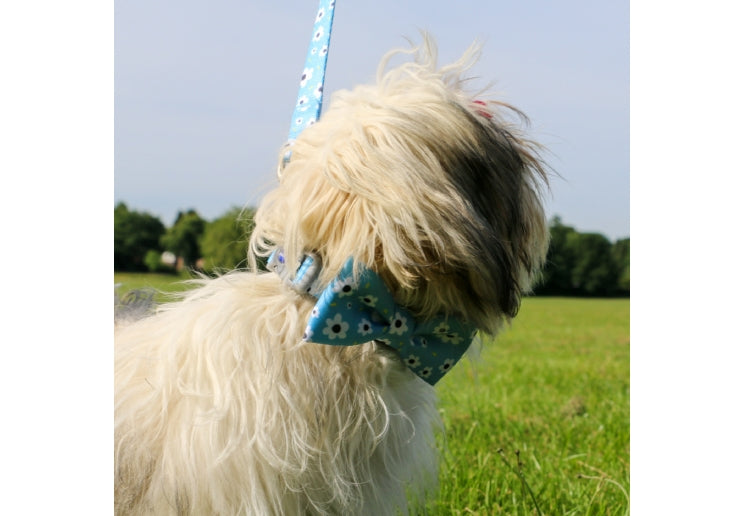 Ancol Daisy/Polka Patterned Bow Tie
