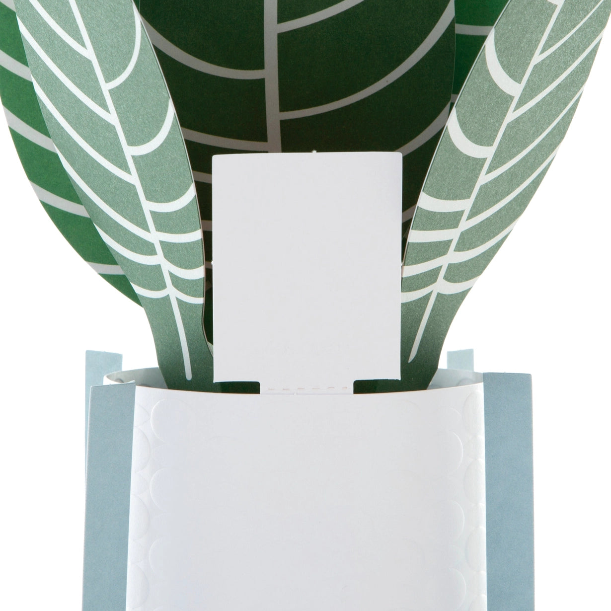 Hallmark Paper Wonder Pop-up Plant Card - Zebra Plant