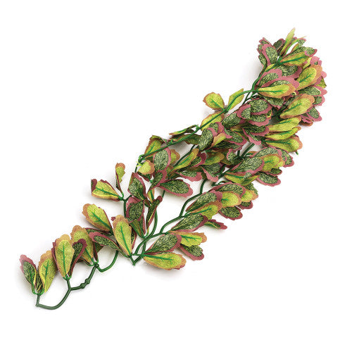 Komodo Hanging Plant Tyme Moss