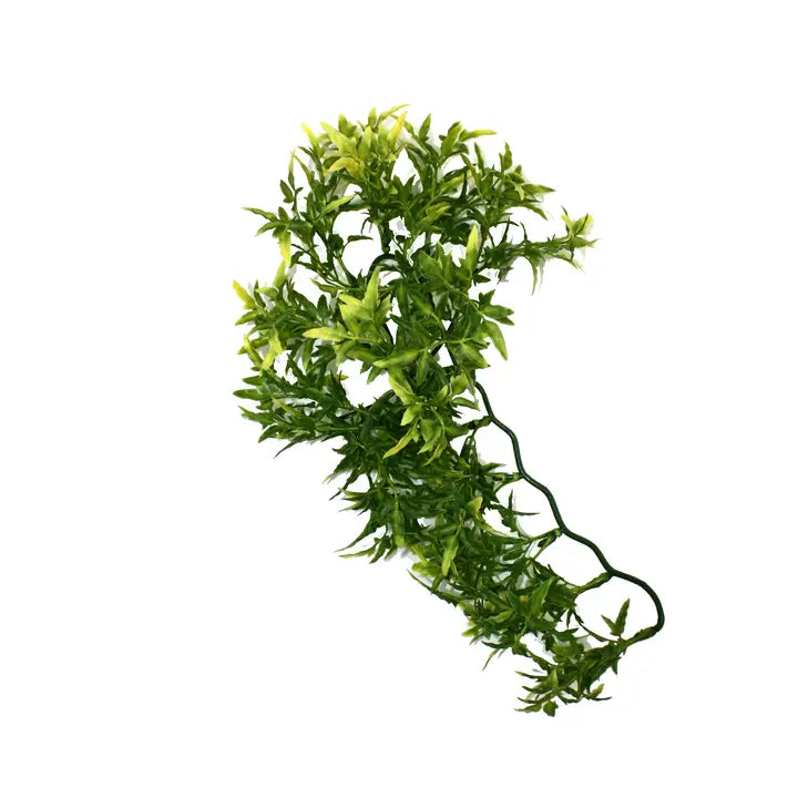 Komodo Croton Plant