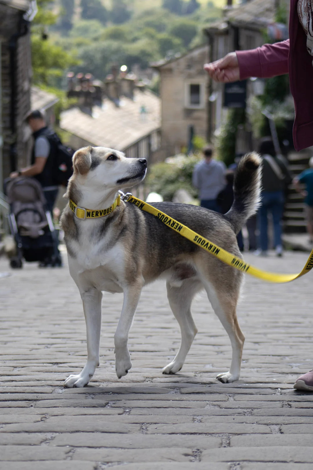 Twiggy Tags Awareness Lead - Nervous