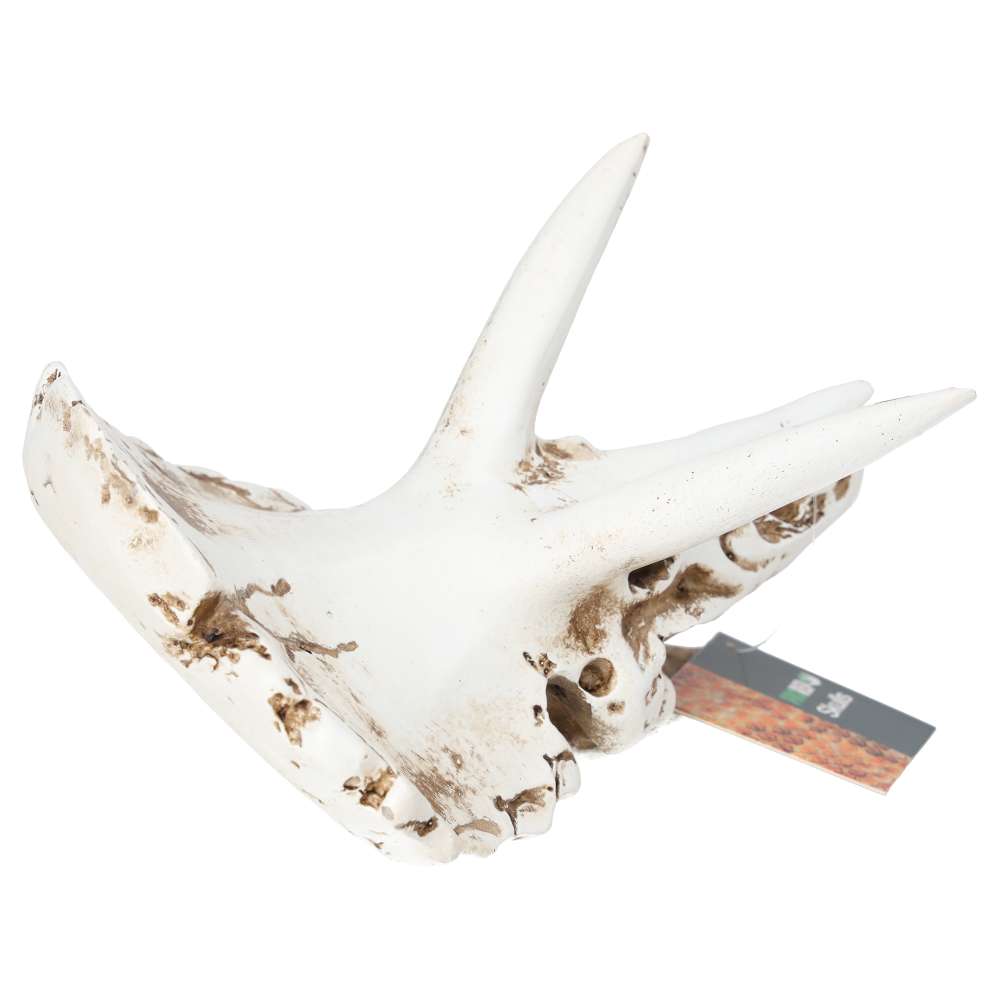 ProRep Triceratops Skull