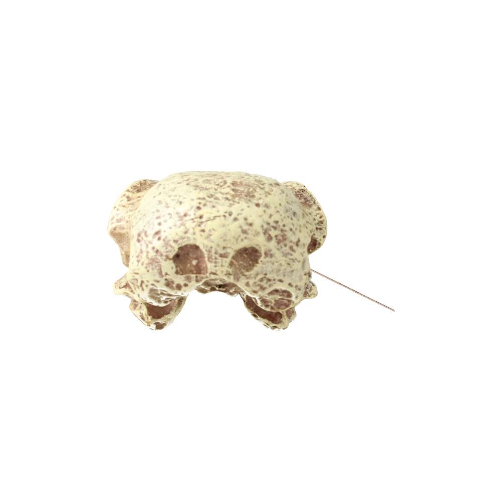 ProRep Corvid Skull
