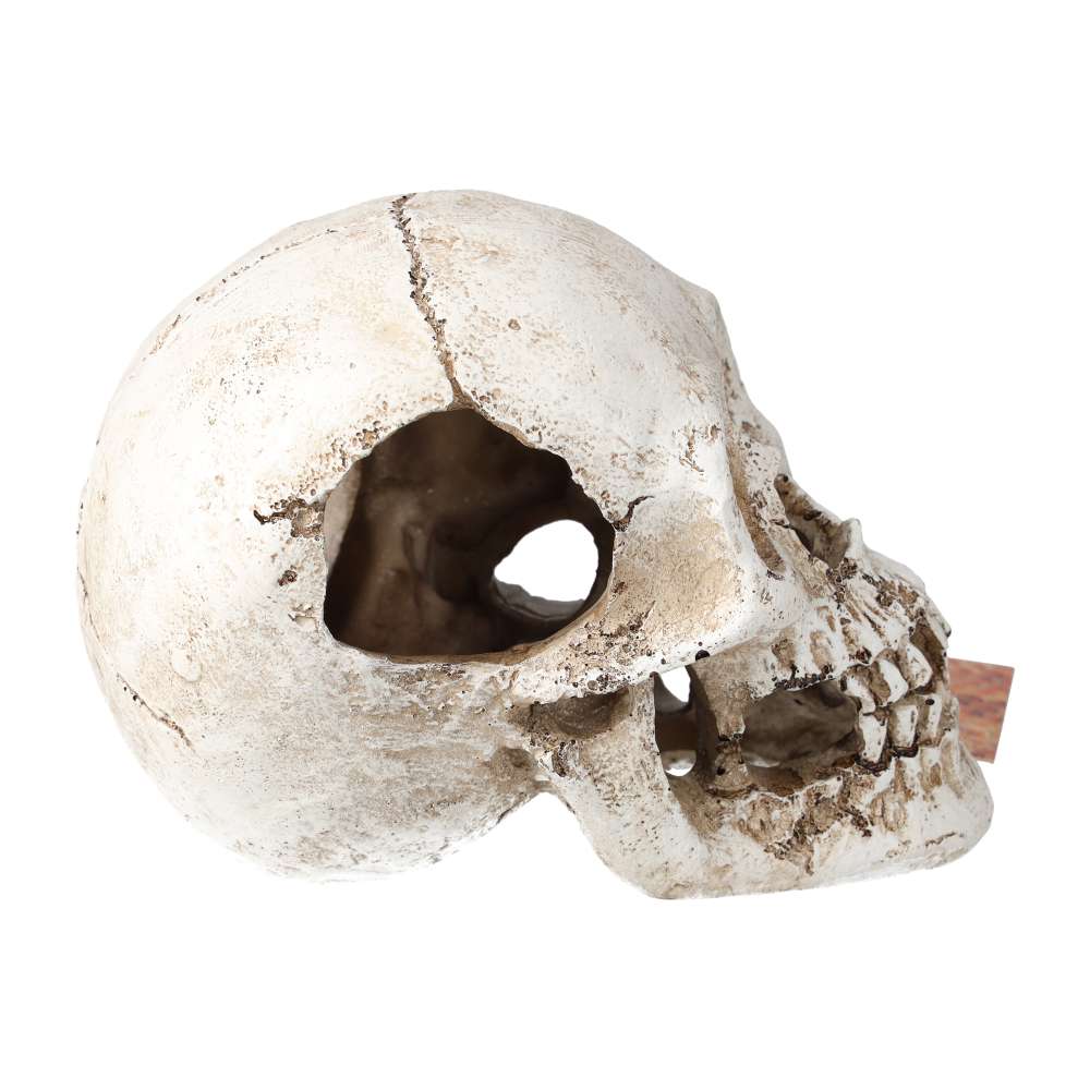 ProRep Human Skull 15x10x11.5cm