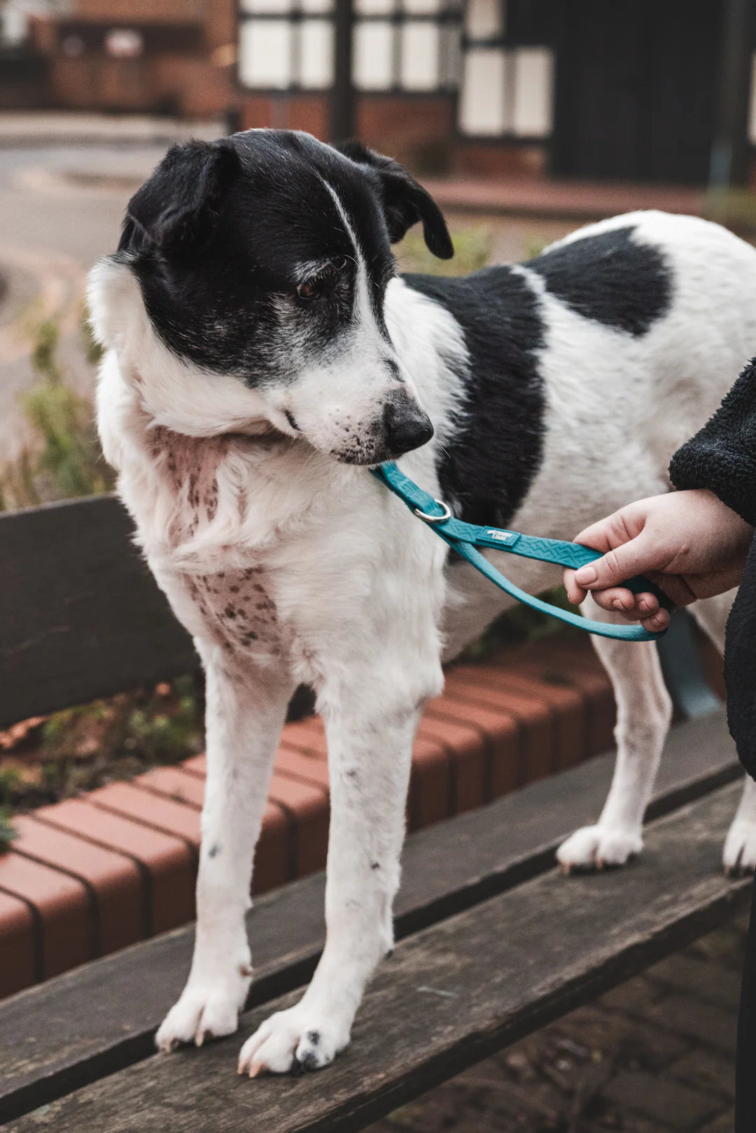 Twiggy Tags Tidal Grab Handle Lead - Azure