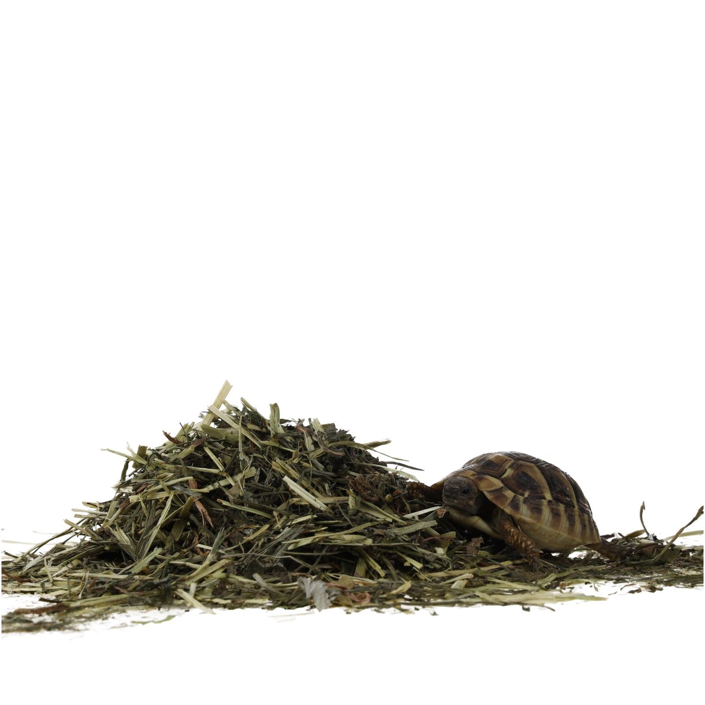 ProRep Tortoise Leaf Foraging Tray 70g