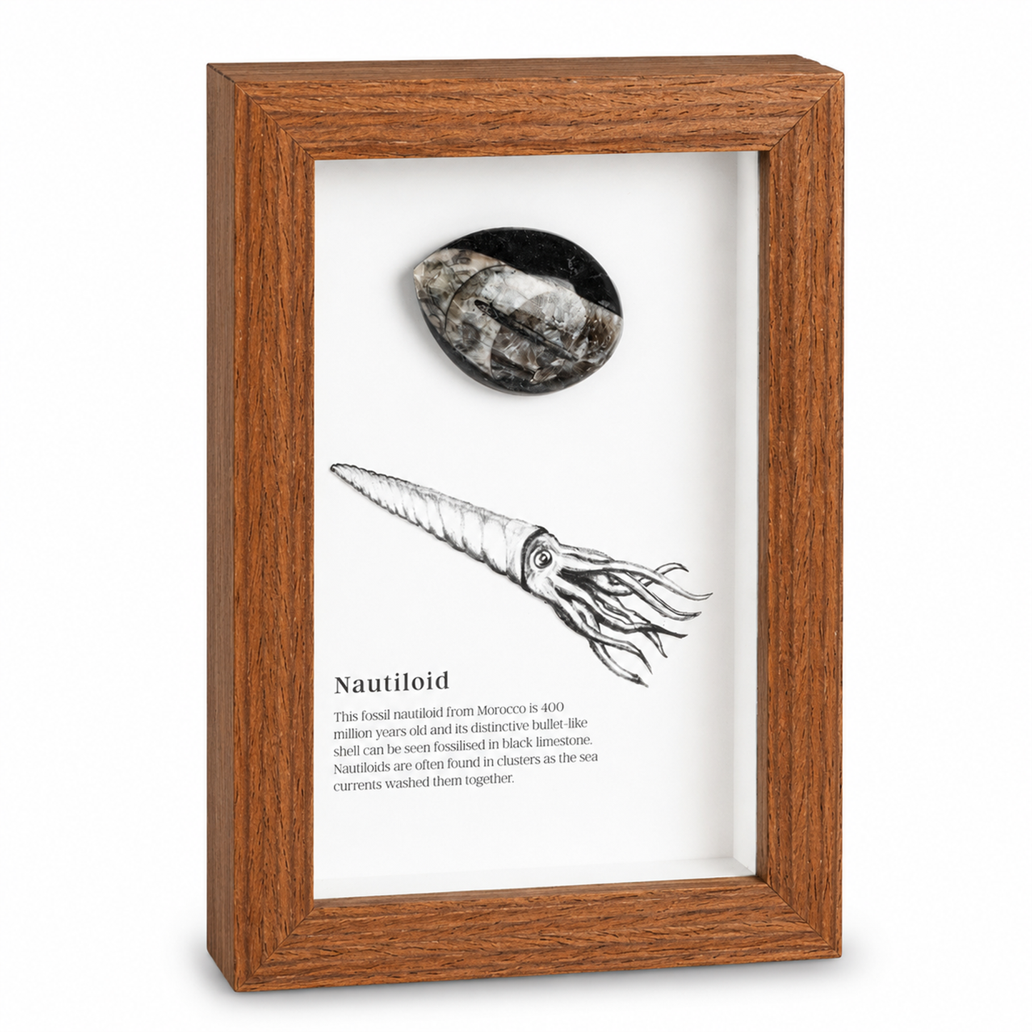 British Fossils Framed Fossil - Nautiloid