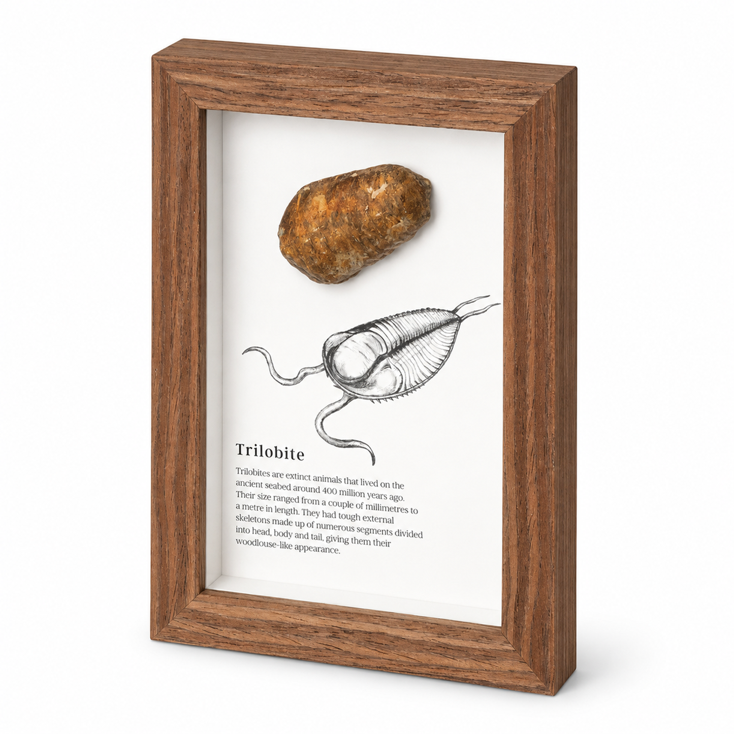 British Fossils Framed Fossil - Trilobite