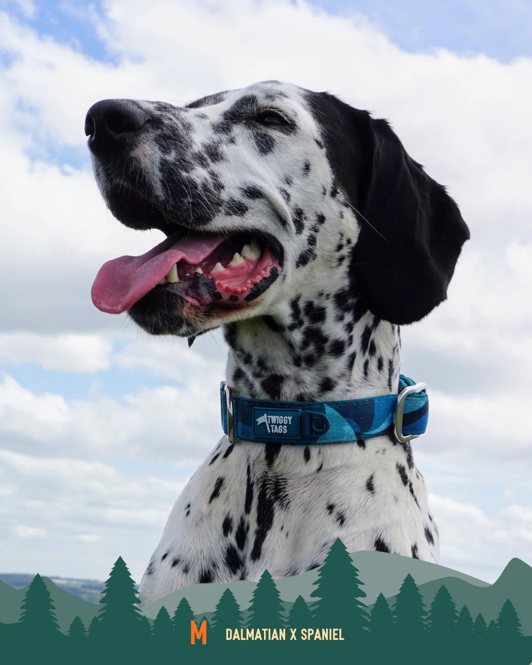 Twiggy Tags Adventure 2.0 Collar - Lagoon