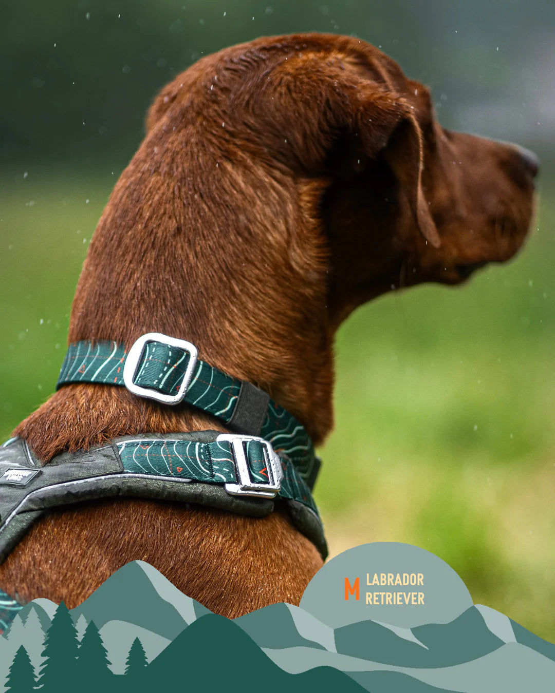 Twiggy Tags Apex Collar - Nomad