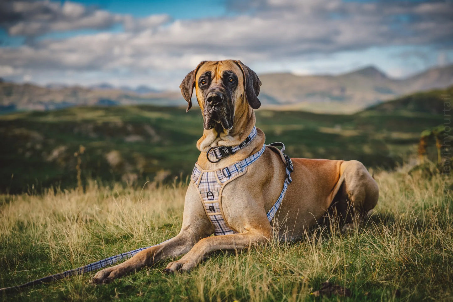 Twiggy Tags Heritage Adventure Harness