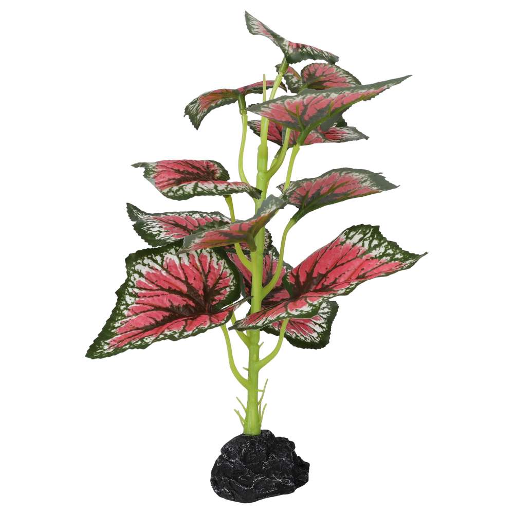 ProRep Terrestrial Begonia Salsa 27cm