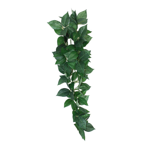 Komodo Sumatra Hanging Vine