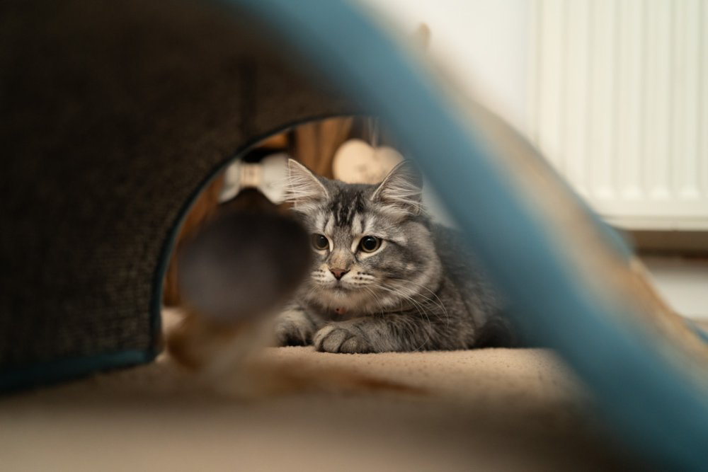 Petface Wave Cat Scratcher