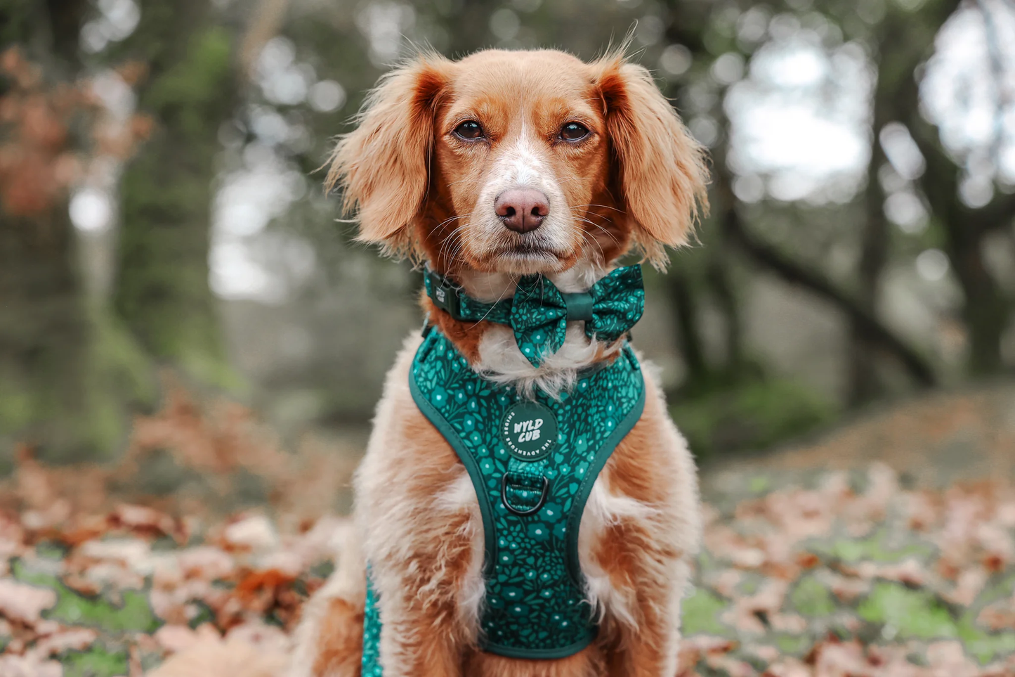 Wyld Cub Notting Hill Dickie Bow Tie - Gooseberry