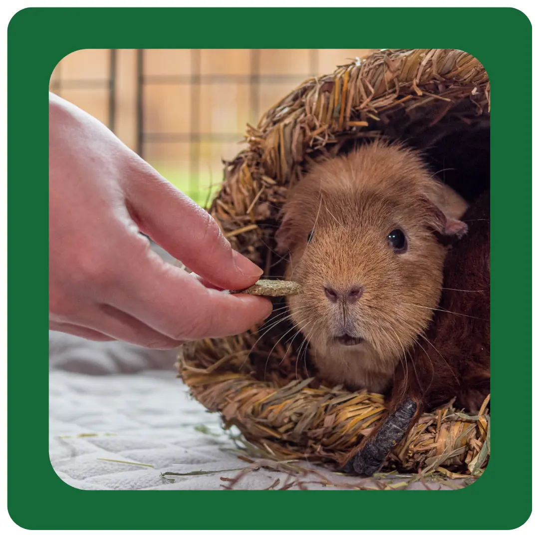 Burgess Excel Wildflower Forage 60g