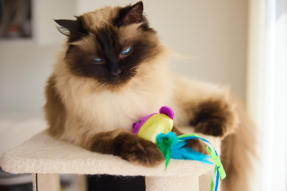Petface Cat Shiny Fish Toy