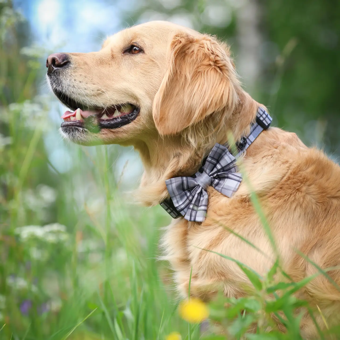 The aDoraBle Pooch Co. Heritage Sailor Bow Tie - Gunsmoke Grey