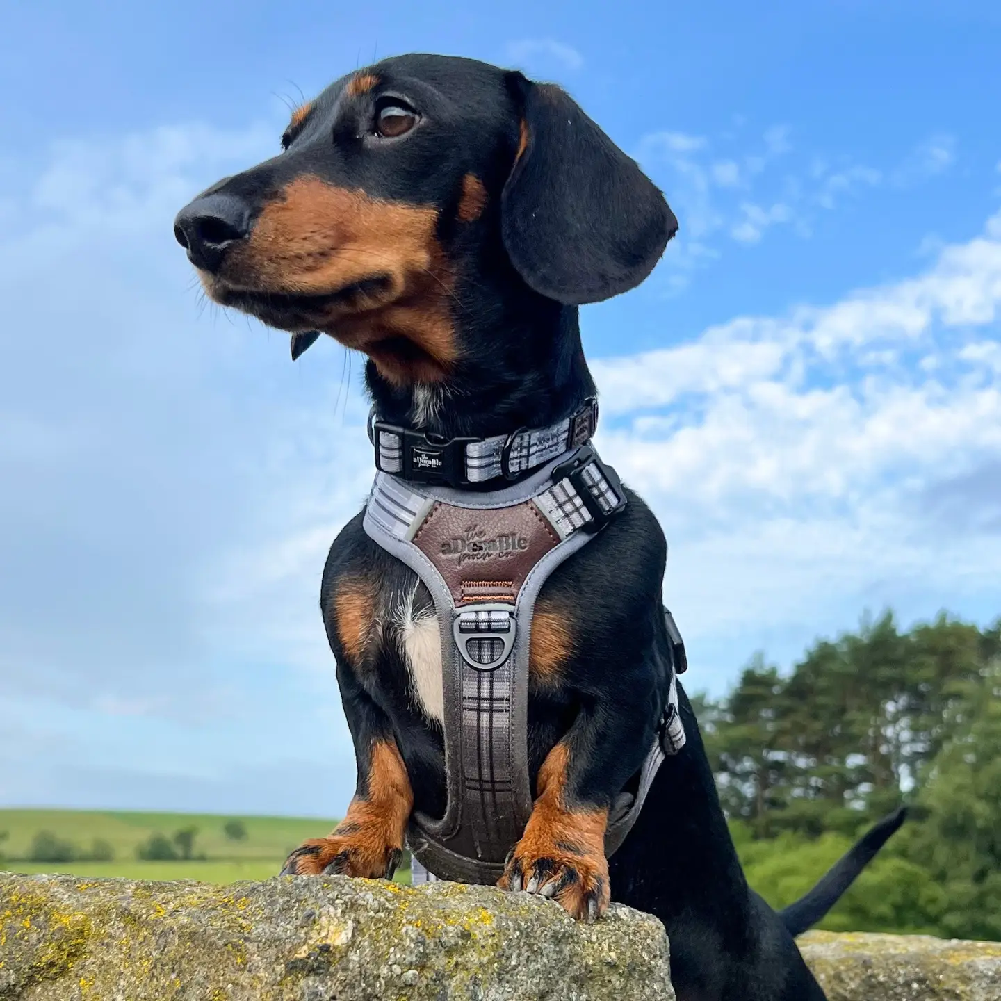The aDoraBle Pooch Co. Heritage Collar Grey