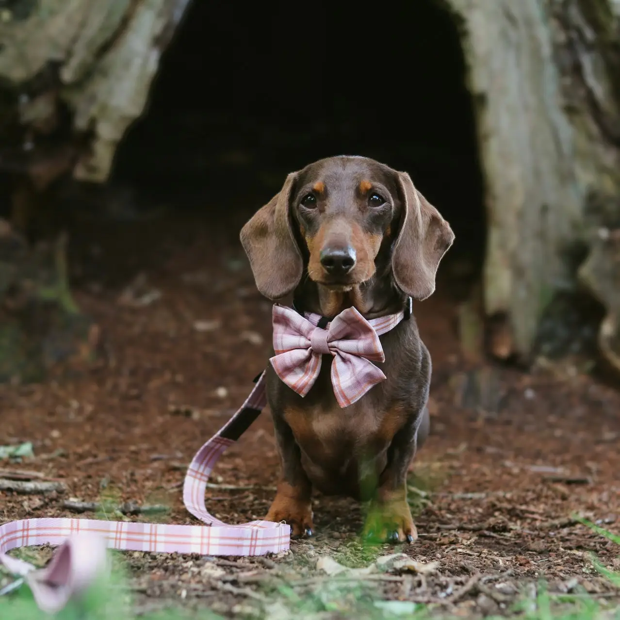 The aDoraBle Pooch Co. Heritage Lead - Strawberry Cottage