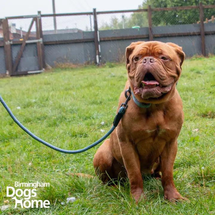 Ancol Extreme+ Rope Lead Bungee 1m