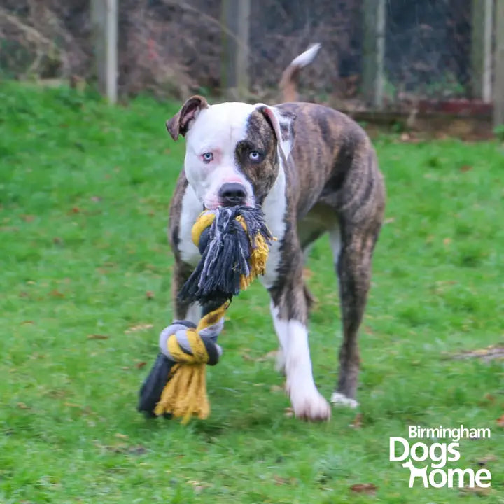 Ancol Jumbo Jaws Chunky Rope