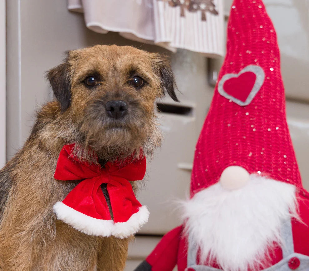 House of Paws Christmas Santa Bow Tie