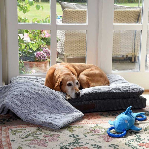 Dog Beds & Blankets