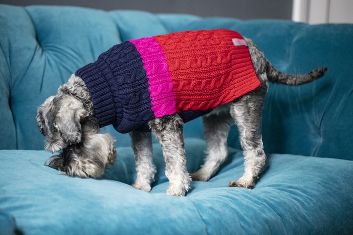 Dog Coats & Jumpers