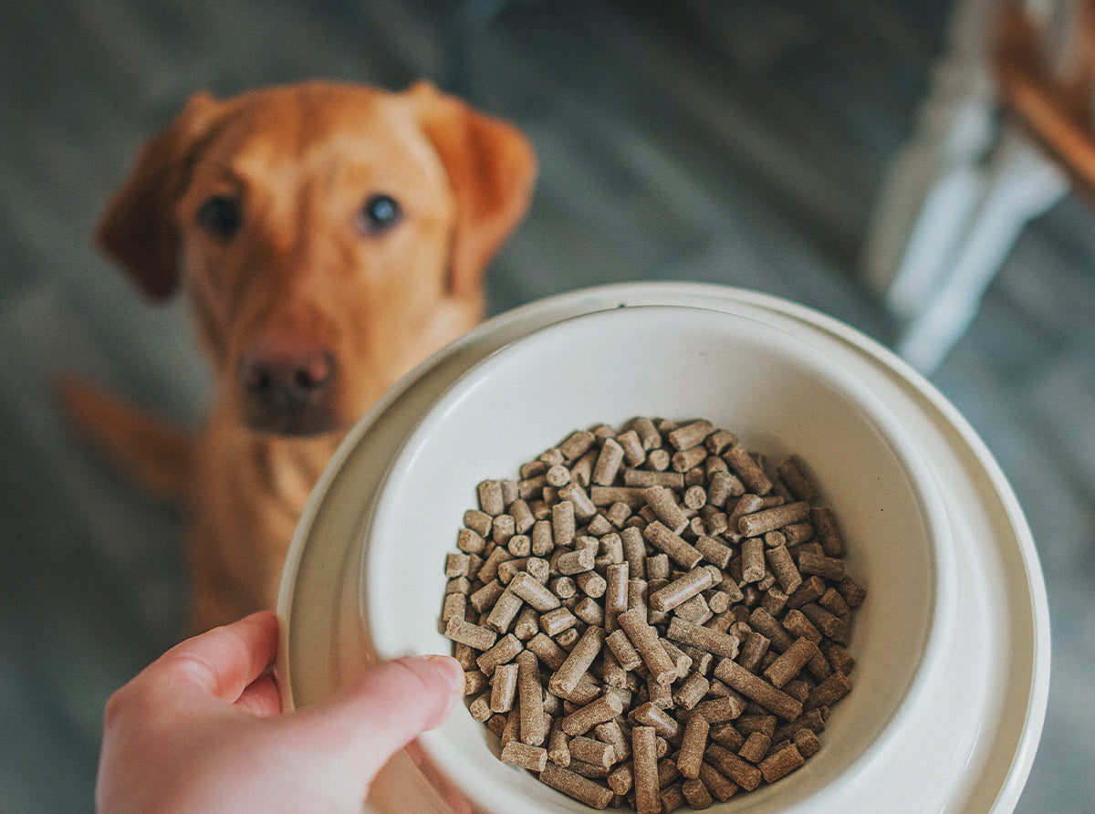 Dog Dry Food