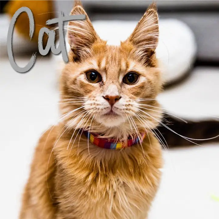 Ancol Rainbow Cat Collar Pink