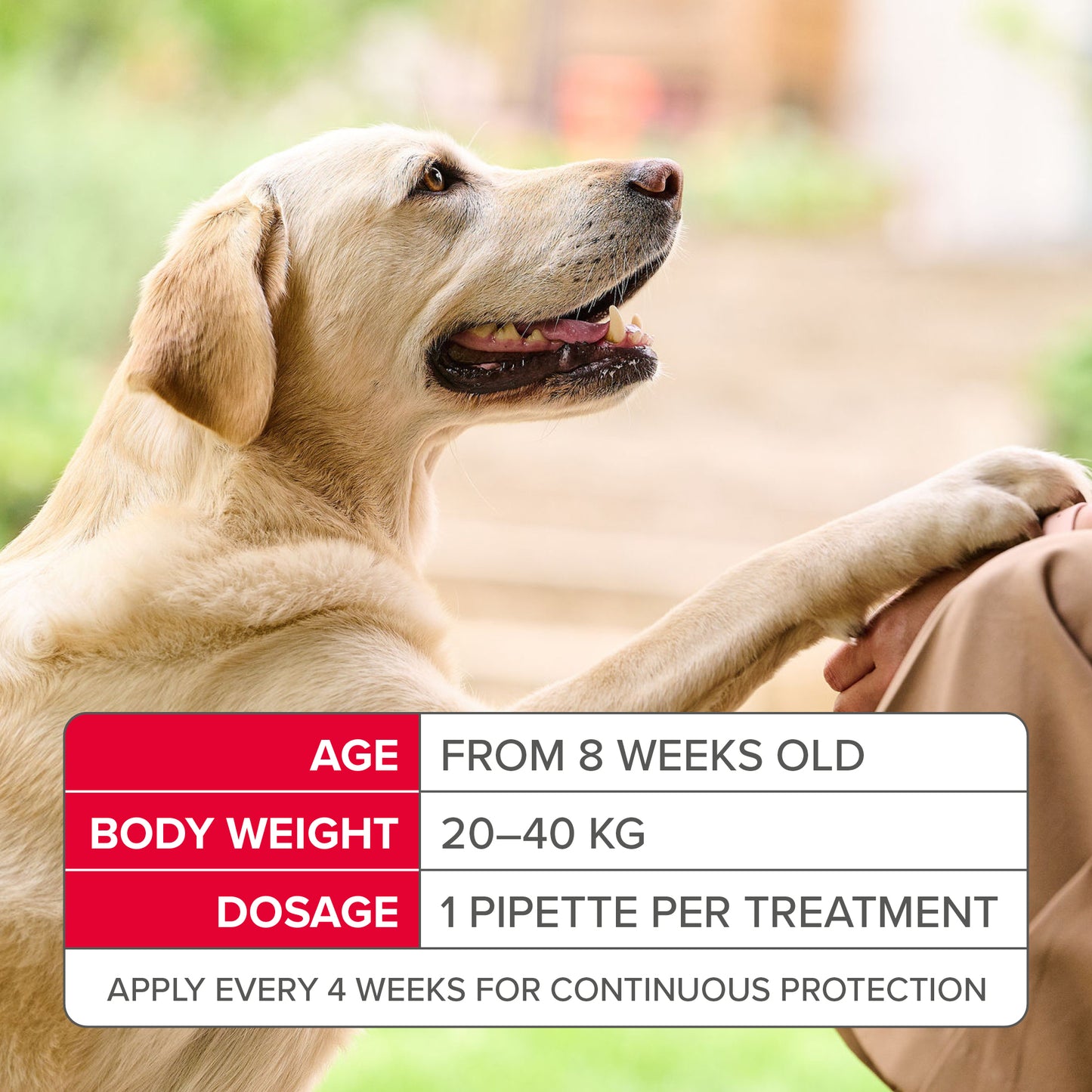 Beaphar Fiprotec Spot On Large Dog (1)