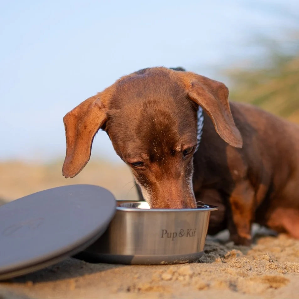 Lid-It Pet Bowl & Stay-Fresh Lid - Grey