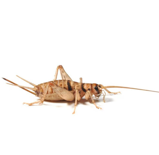 Live Food - Standard Packs