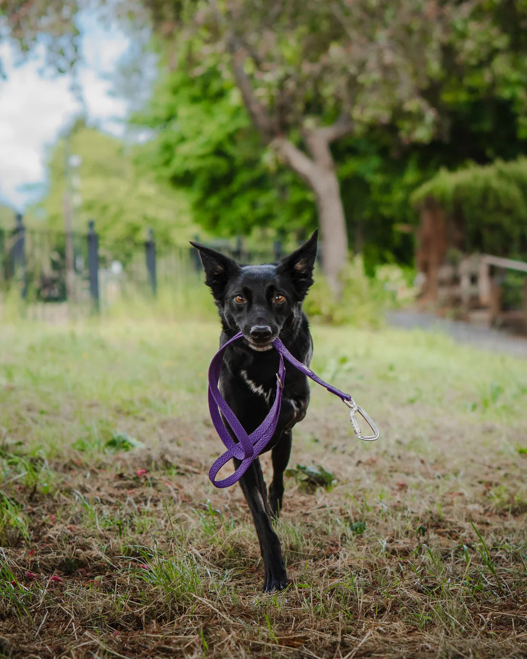 Twiggy Tags Tidal Lead 120cm - Amethyst