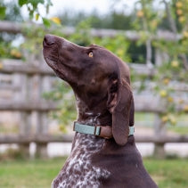 Ancol Magnetic Lock Collar Sage -