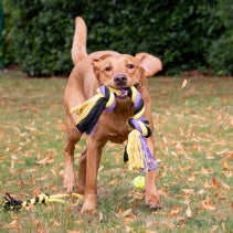 Ancol Playtime Tricoloured Super Rope